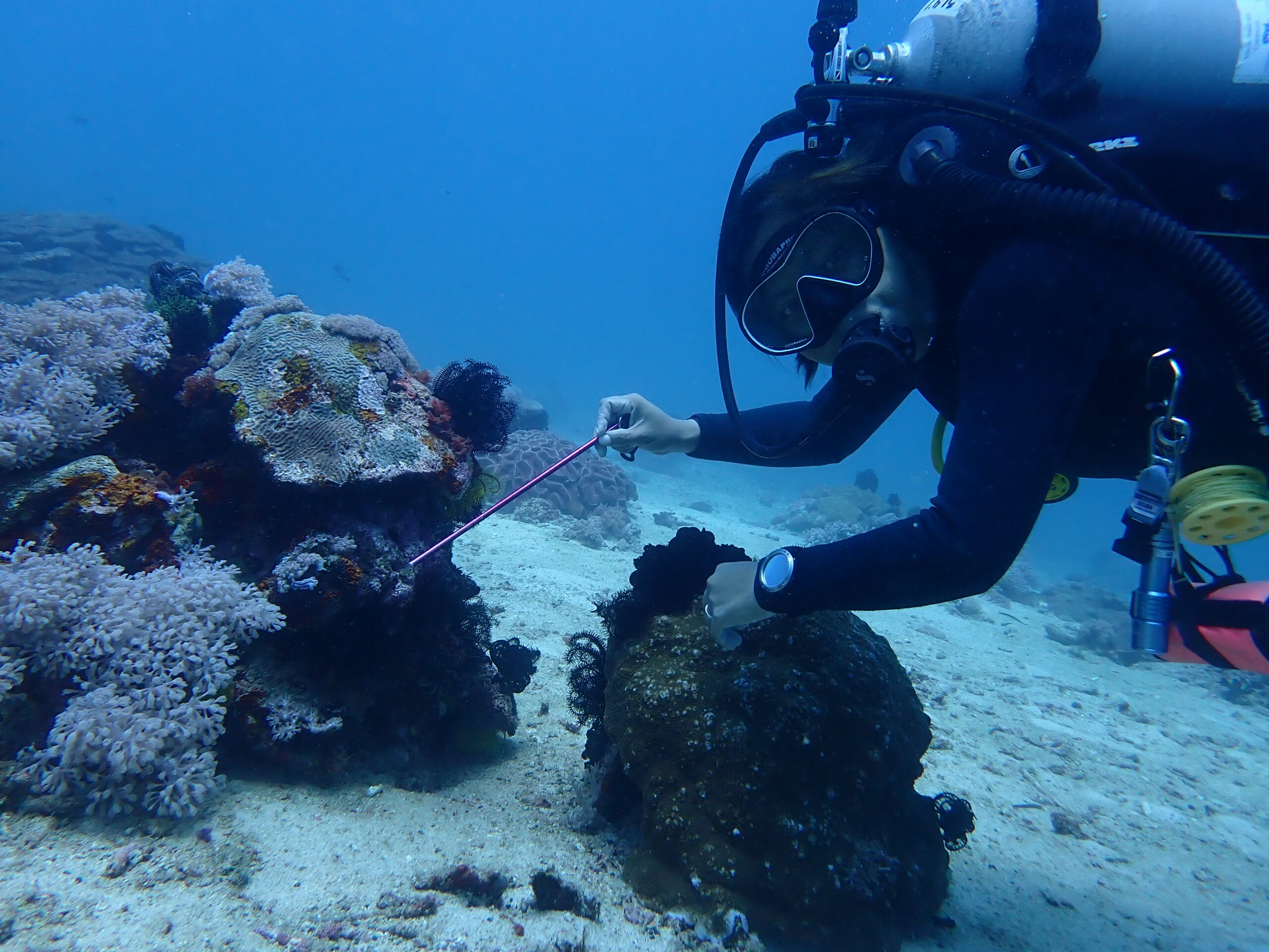 Ja in dive guiding mode, pointing out a nudibranch