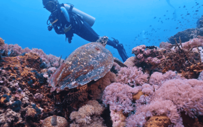 Verde Island Bonanza: A Labour Day Weekend to Remember with LLV Divers – 3 Trips, 1 Epic Morning!