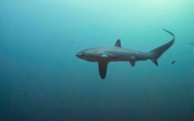Swim with Thresher Sharks