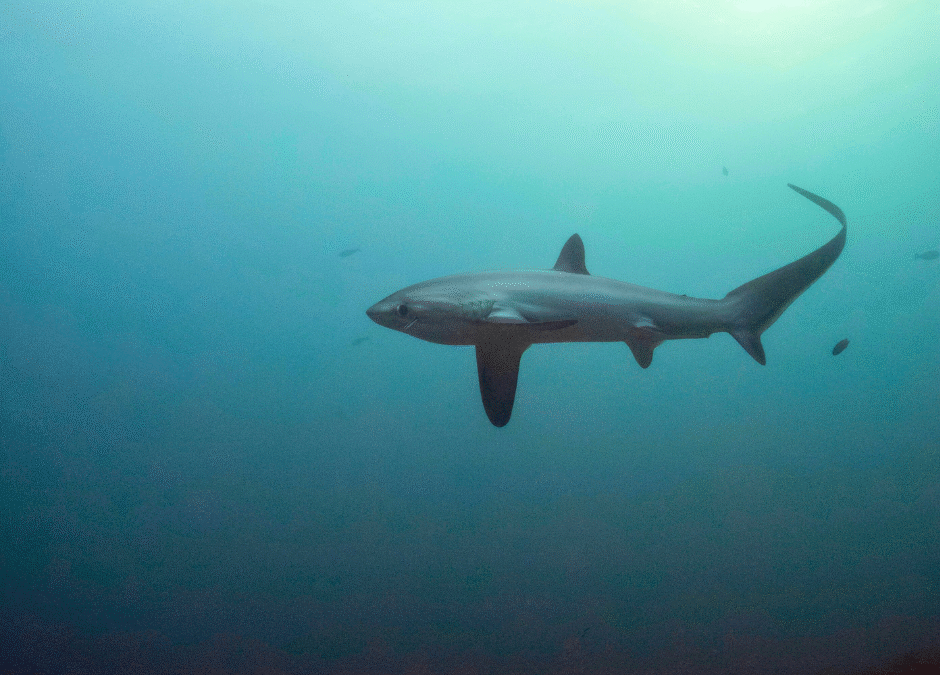Swim with Thresher Sharks