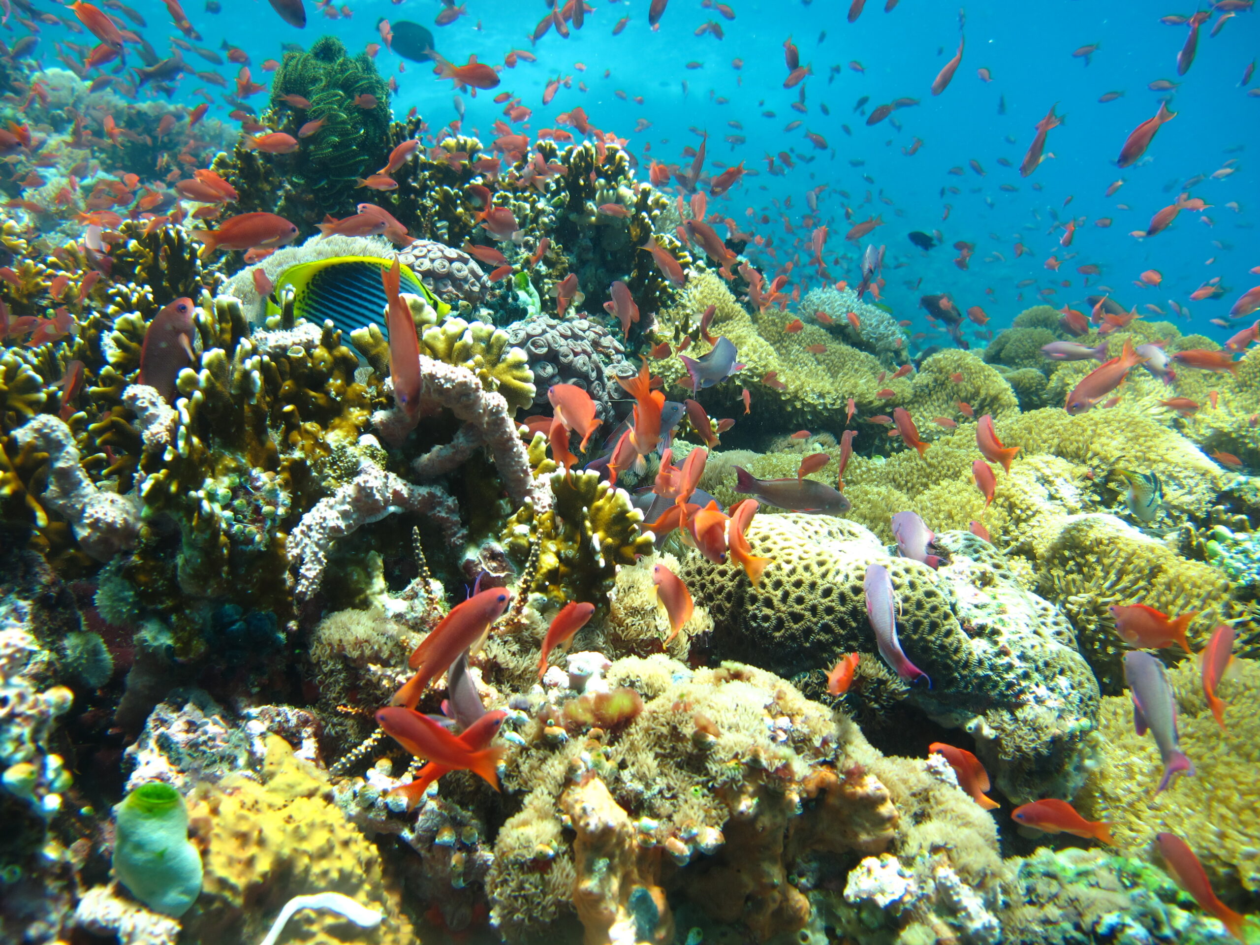 Beautiful Coral in Puerto Galera